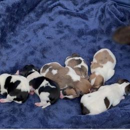 Companion Cross puppies from Boston Chi Chis