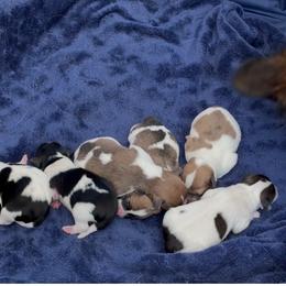 Companion Cross puppies from Boston Chi Chis