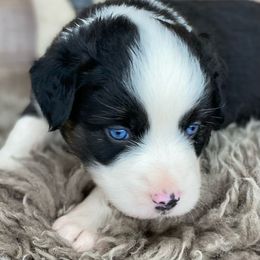 Dragonfly-Full Natural Tail and blue eyes likely - Australian Shepherd puppy in Penrose, Colorado from Best Friend Aussies