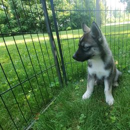 Siberian Husky Puppies from Evereve Kennels