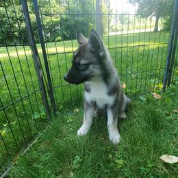 Siberian Husky Puppies from Evereve Kennels