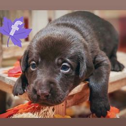 Purple Female - Chocolate female Labrador Retriever puppy in Carrollton, Virginia from Southern Heritage Retrievers