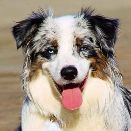 Australian Shepherds from Tanglewood Australian Shepherds