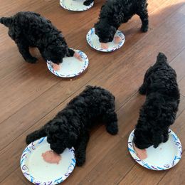 Sheepadoodle Puppies from Riley Grace Puppies