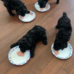 Sheepadoodle Puppies from Riley Grace Puppies