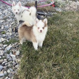 Crimson - Red and white female Pomsky puppy in Clarkston, Utah from Red Rock Ranch Breeders