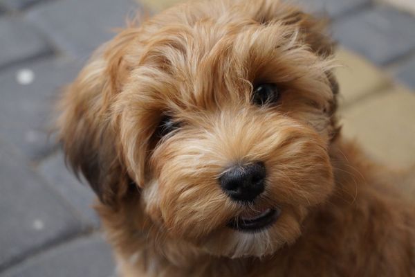 Adorable Havanese looks up into the camera