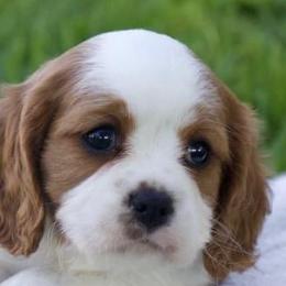 Cavalier King Charles Spaniels from Amber Field Cavaliers