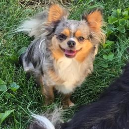 Tater - Chihuahua