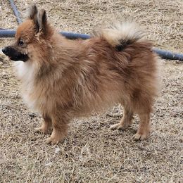 Alvin - Orange sable male Pomeranian puppy in Laredo, Texas from SASH Poms