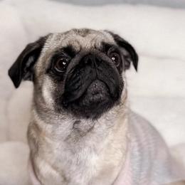 Molly - Pug