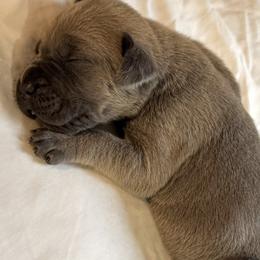 Cane Corso Puppies from Hazel’s House of Cane Corso