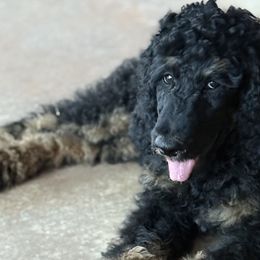 Poodles from Red DIrt Poodles