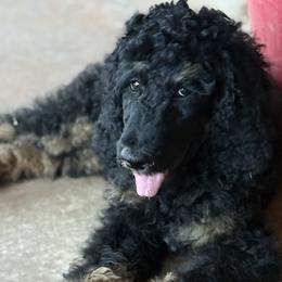 Poodles from Red DIrt Poodles