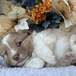 Butters - Red merle male Toy Australian Shepherd puppy in North Lakeport, California from Wild Rose Ranch