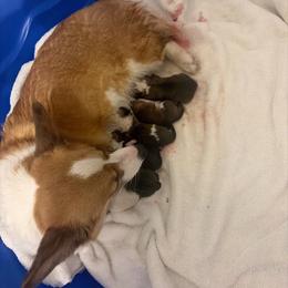 Girl 3 - Red female Pembroke Welsh Corgi puppy in Chubbuck, Idaho from Sunny J Corgis and Mini Americans
