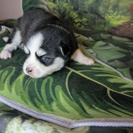 Stanley -1700 - Black and white male Pomsky puppy in Spring Hill, Florida from www.PuppyTimeEmporium.com