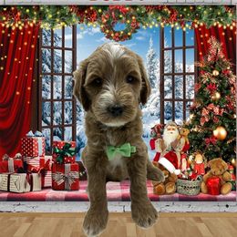 Boy 6 - male Goldendoodle puppy in Milwaukie, Oregon from Tiffany Marlow