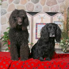 English Cocker Spaniels and Irish Water Spaniels from Saracen English Cocker Spaniels & Irish Water Spaniels