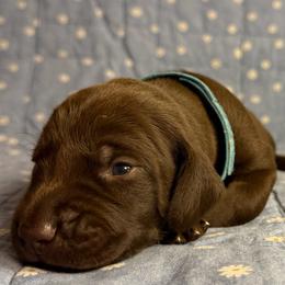 Lincoln - Liver male German Shorthaired Pointer puppy in Edenton, North Carolina from Bockelman GSP’s