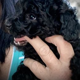 Australian Labradoodle Puppies from Tiny Treasures Australian Labradoodles