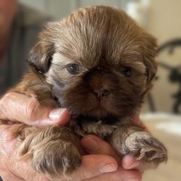 Shih Tzus from Boodaboo Shih Tzu’s