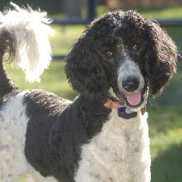 Goldendoodles and Poodles from Top of the Hill Doodles