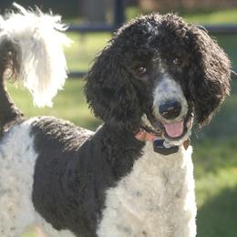 Goldendoodles and Poodles from Top of the Hill Doodles