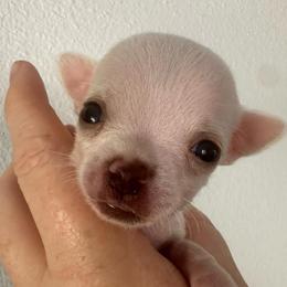 Lilly - Cream and white female Chihuahua puppy in Coweta, Oklahoma from Green Country Chihuahuas