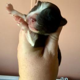 Cider - Black tri female Miniature Australian Shepherd puppy in Gatesville, Texas from Southern Promise Aussie’s