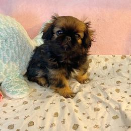 Billy - Black and tan male Pekingese puppy in Goodlettsville, Tennessee from Mammy's Pekingese