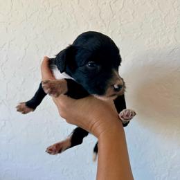 Tiny - Black and white female Bernedoodle puppy in Marlow, Oklahoma from Crider’s Critters