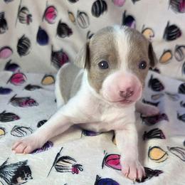Amaretto - Fawn white and tan male Rat Terrier puppy in Rio Vista, California from CaliRats Rat Terriers