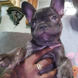 French Bulldog Puppies from Celebrity Kennels