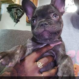 French Bulldog Puppies from Celebrity Kennels