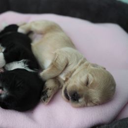 Havanese Puppies from Bella Dulce Havanese