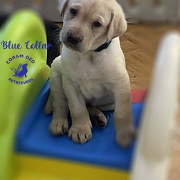 Blue Collar Male - Yellow Labrador Retriever puppy in Greater Houston Area, Texas from Coram Deo Retrievers