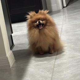 Pomeranians from Temple pomeranians
