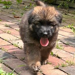 Sable boy 1 - Sable male German Shepherd puppy in Lordstown, Ohio from Jewels German Shepherd