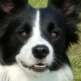 Border Collies from Denise's Border Collies