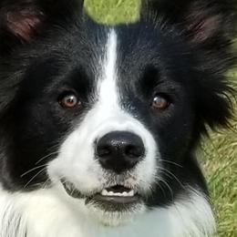 Border Collies from Denise's Border Collies