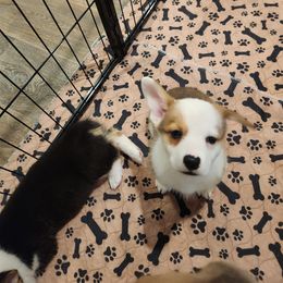 Pembroke Welsh Corgi Puppies from Lindsey's Lovely Little Corgis