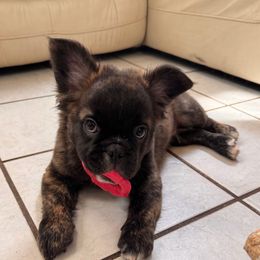 Whiskey - Brindle and white male French Bulldog puppy in Woodstock, Georgia from Roman Dynasty Kennels