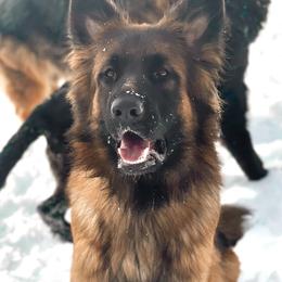 Mila - German Shepherd