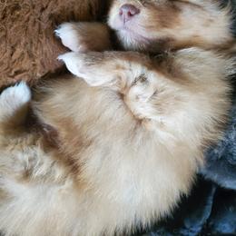 Companion Cross, Pomeranian, and Sheepadoodle Puppies from Fluffy Wonders Poms and Doodles