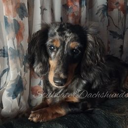 Mea - Dachshund