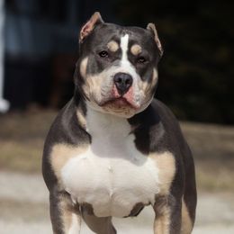 Vesta - American Bully