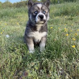 Gemini - Agouti and white Siberian Husky puppy in King William, Virginia from Zodiac Moon Huskies