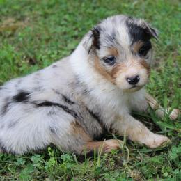 Ruby - Blue merle female Australian Shepherd puppy in Kansas, Oklahoma from Windy G Farm