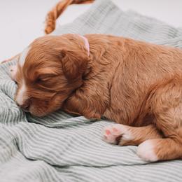 Fuscia Girl - Red female Cavapoo puppy in Mckinney, Texas from Doodles of North Tx